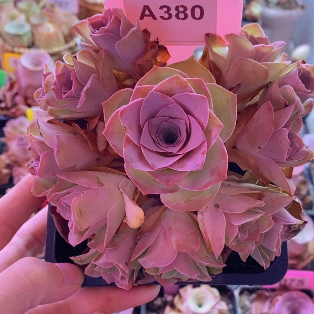 山地玫瑰一物一拍清秋380