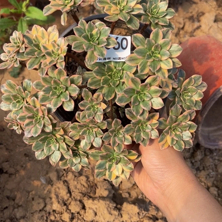 甜茶多肉植物060.