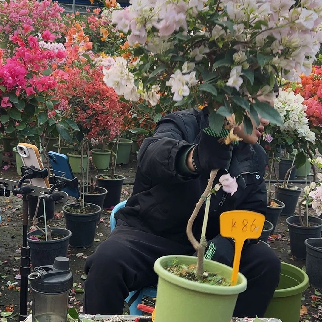 岩***园大部分花苞少量开放K86苹果花