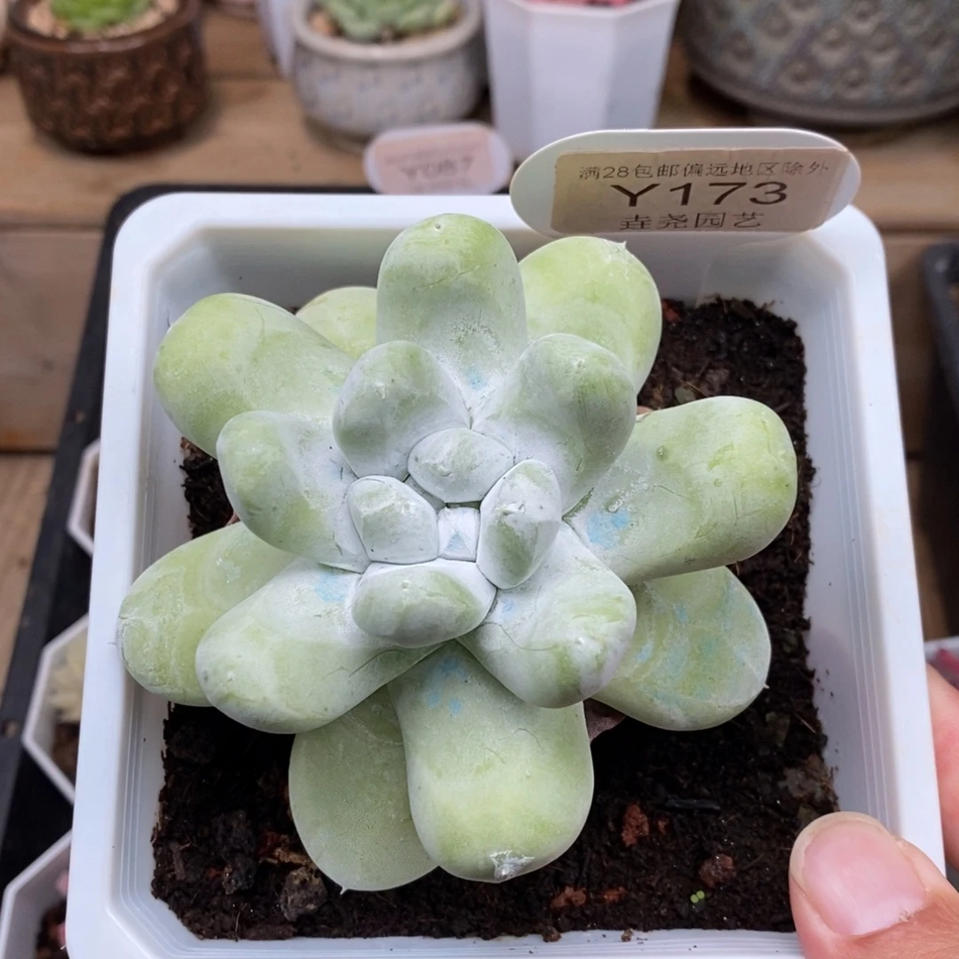 这***吃0173 拇指仙女杯 8.5cm