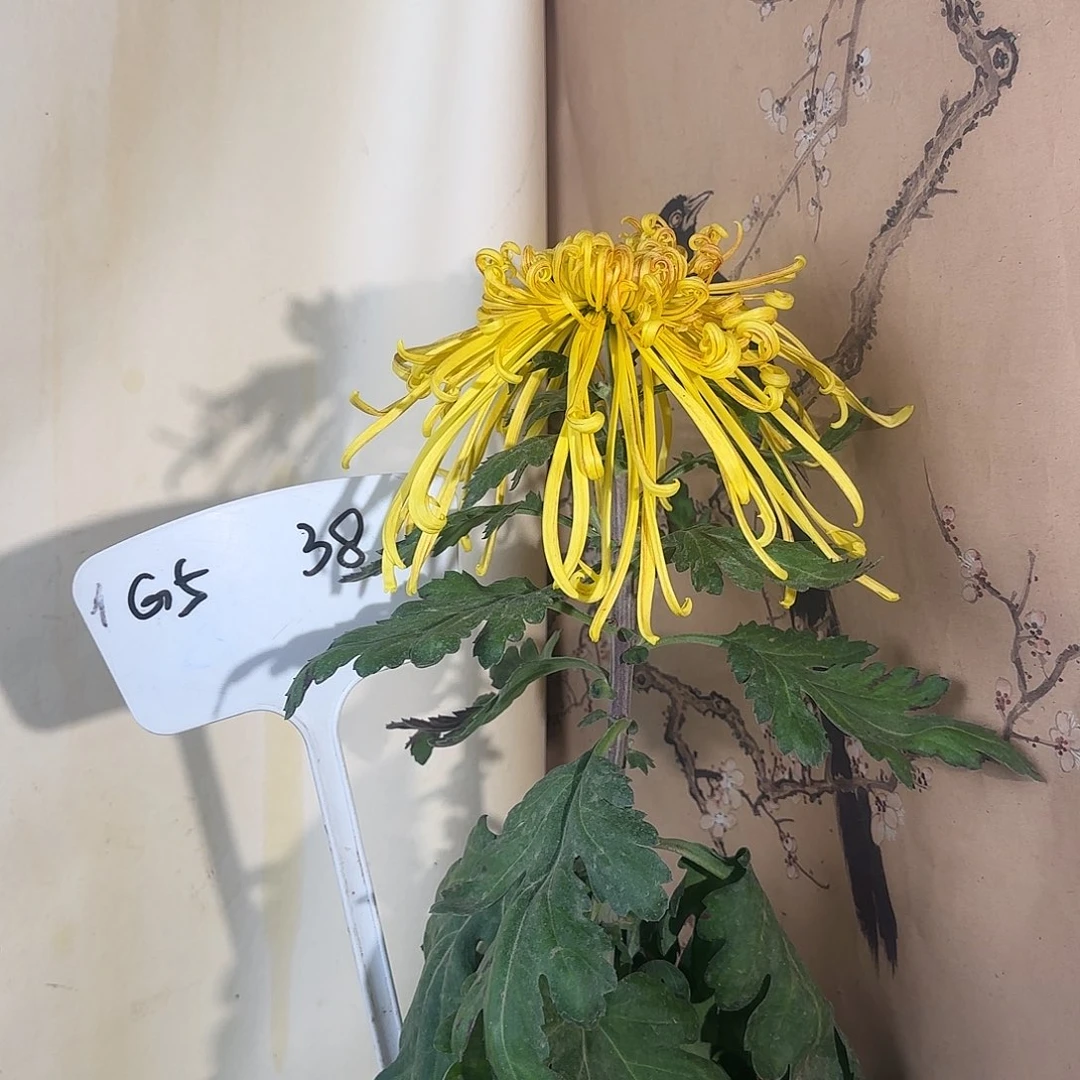 全部花朵G55555555