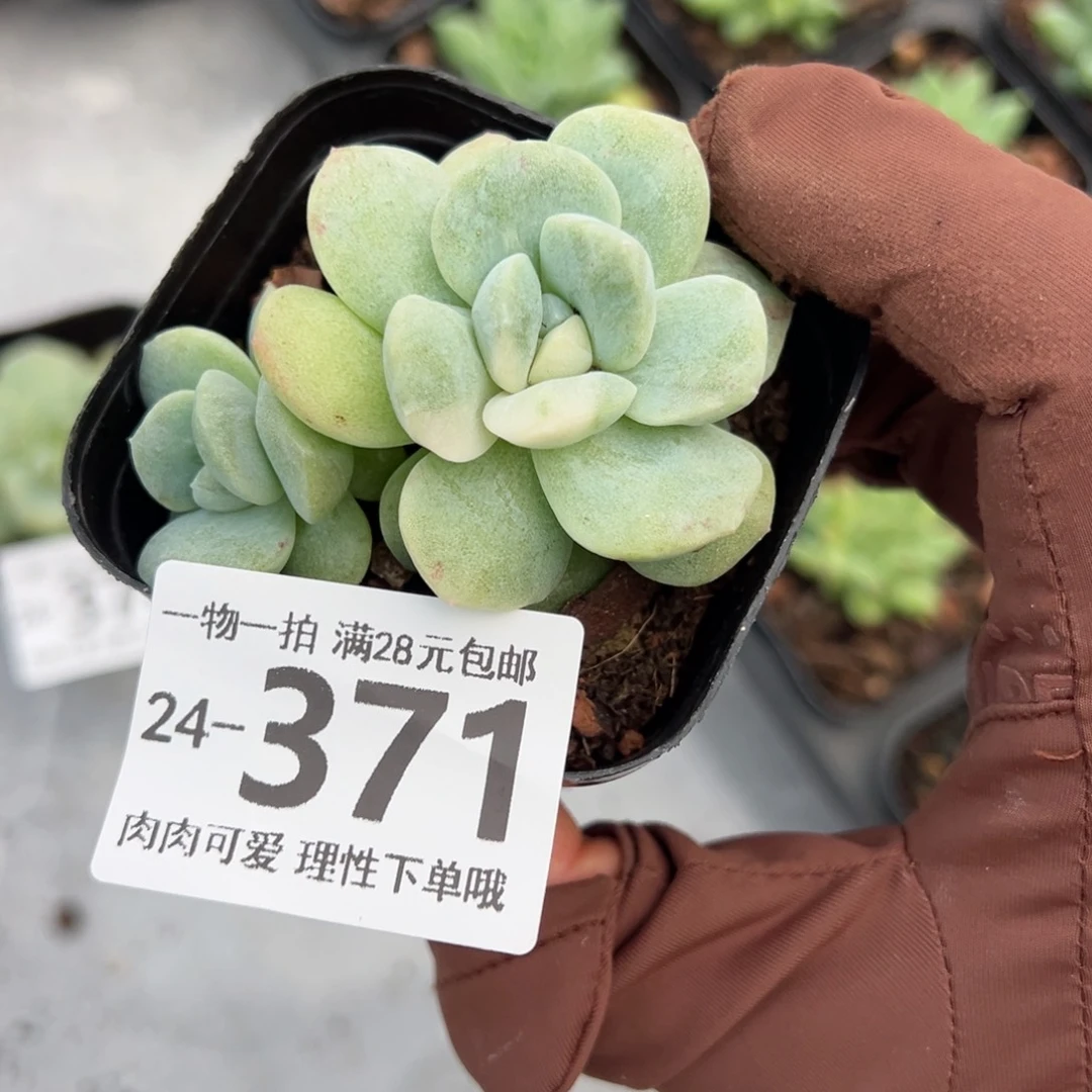 石化冰玉不包整多肉多肉多肉多肉