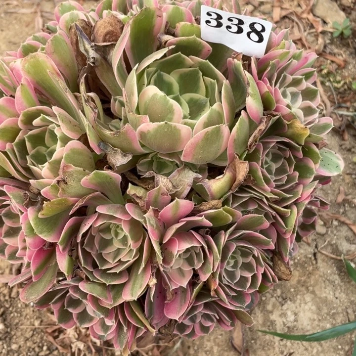 无花朵338多肉植物男神