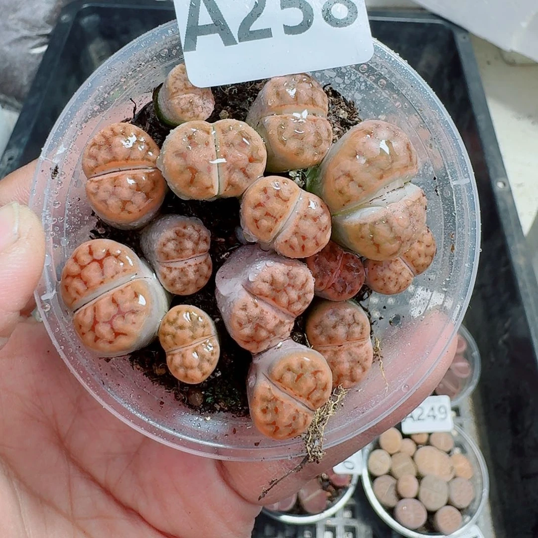 258多肉植物多肉植物