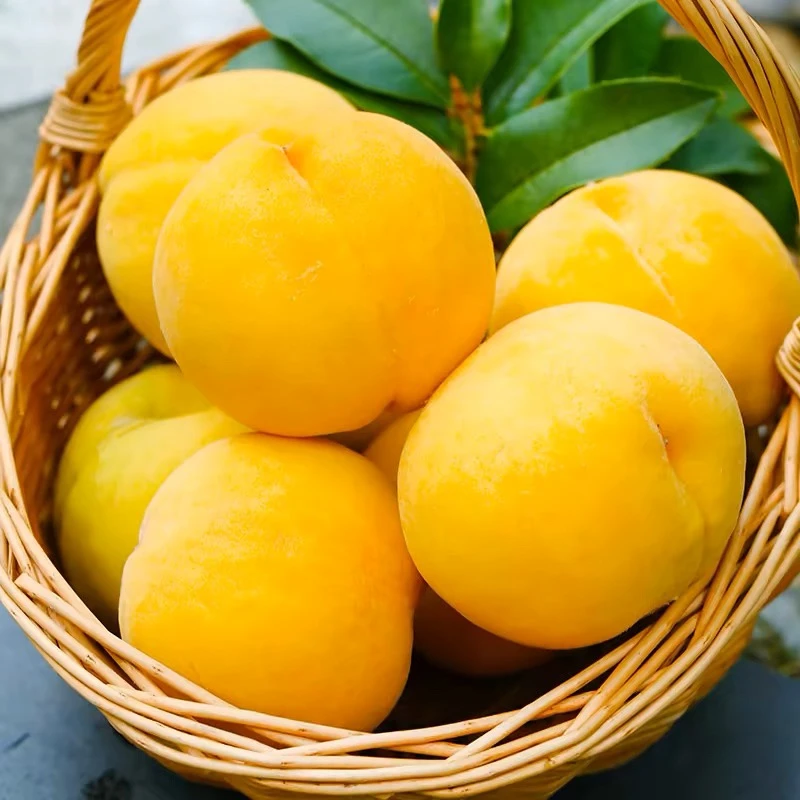 【黄金水蜜桃6颗】~色香味浓又如意~放软爆汁！1g吉林省