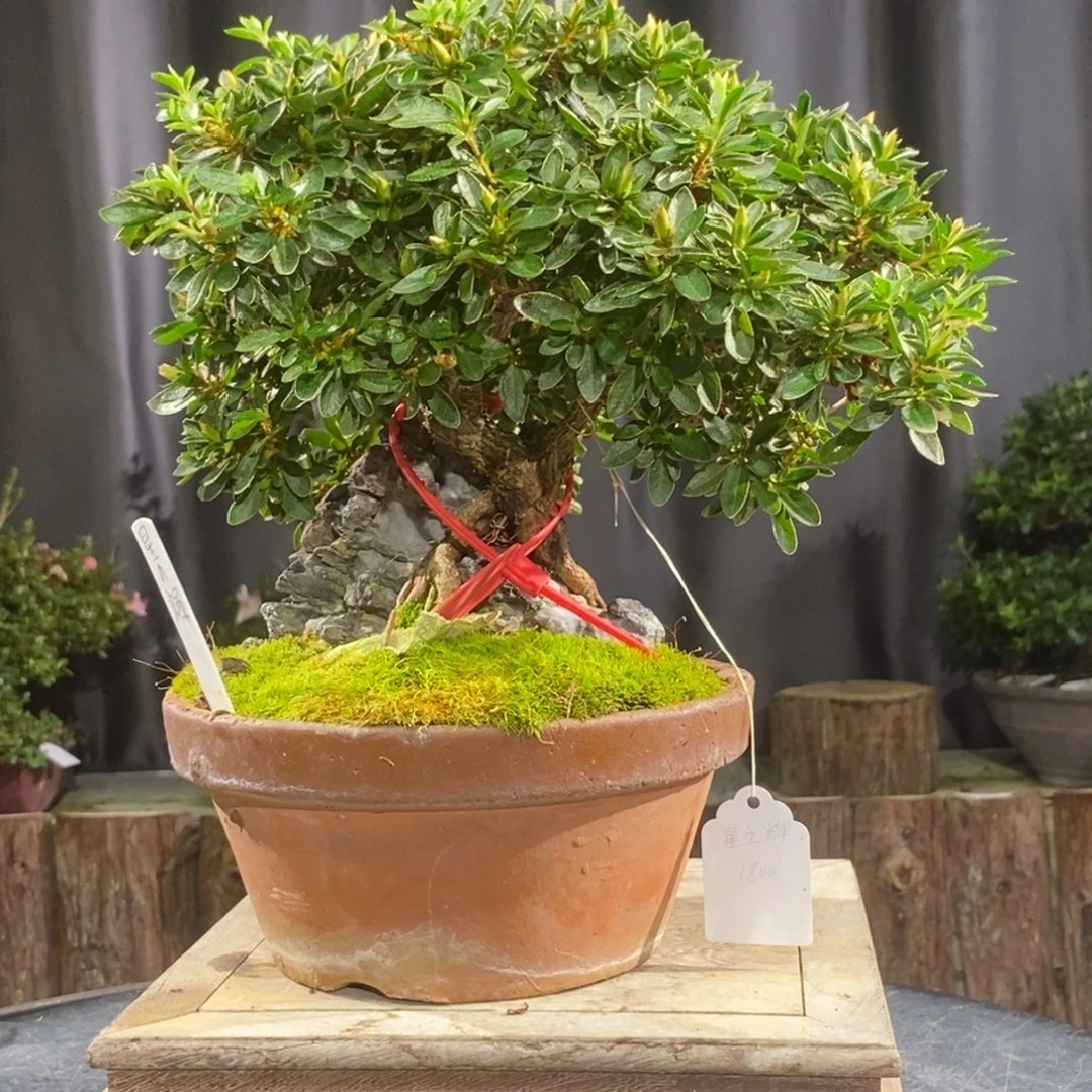 无花朵皋月杜鹃一物一花