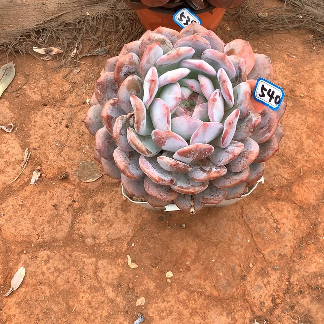 540橙子一物一拍多肉