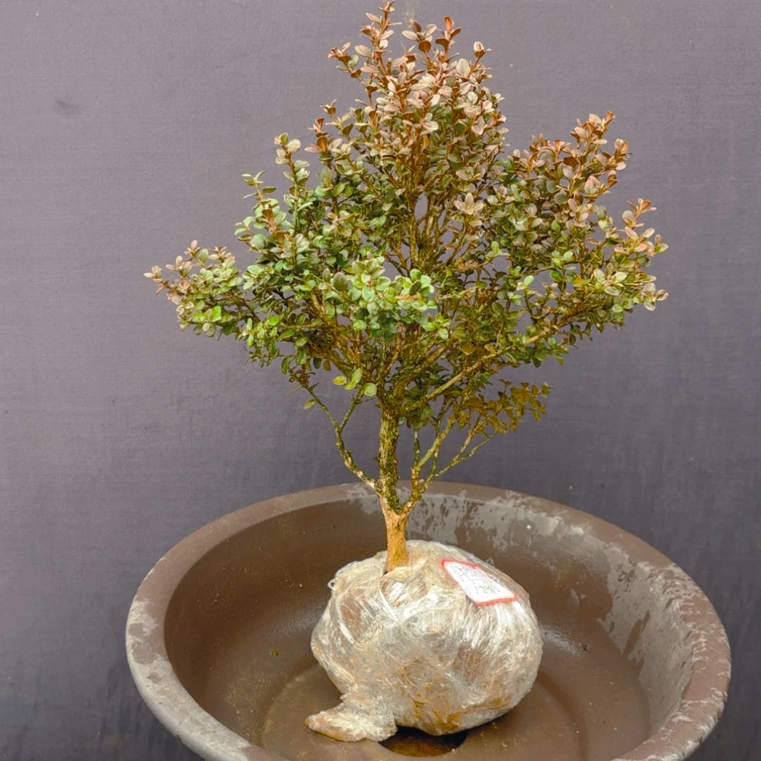 【闪购商品】完全开放