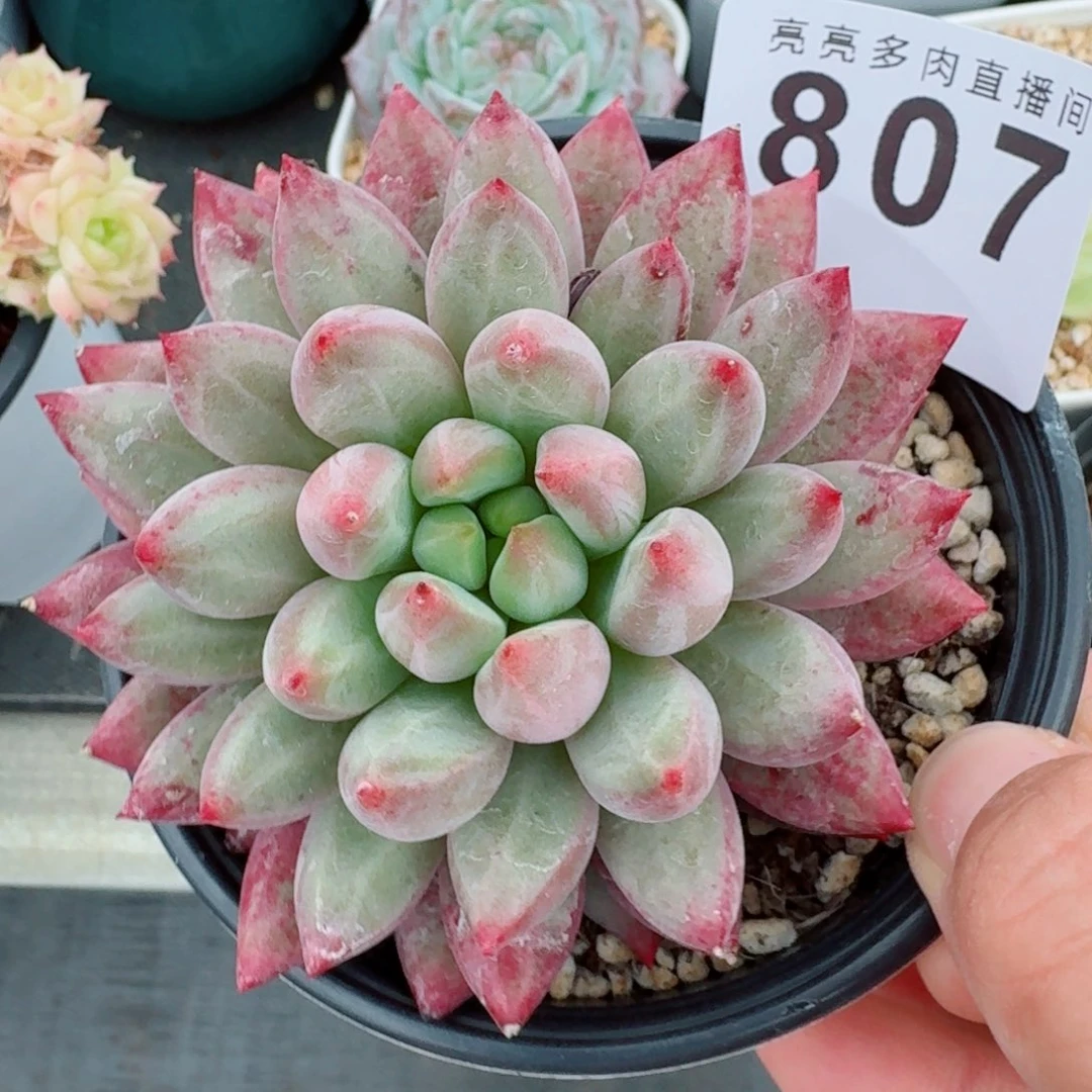 美人            精美多肉植物