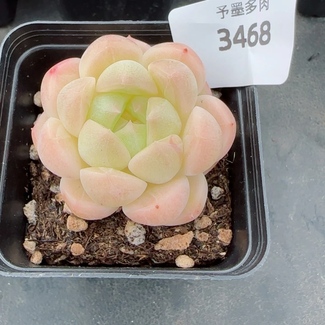 倾城珍妮，3468多肉植物