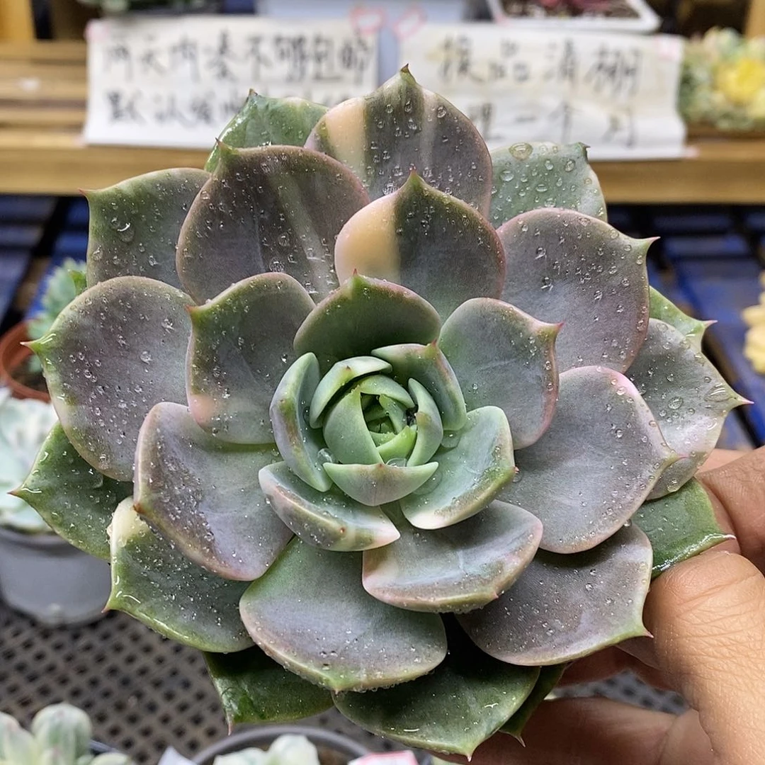 2825 贝加尔湖锦