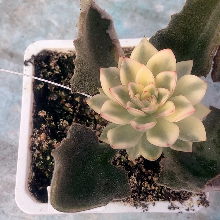 简***单尚品园艺罗德汉娜锦嫁接7650