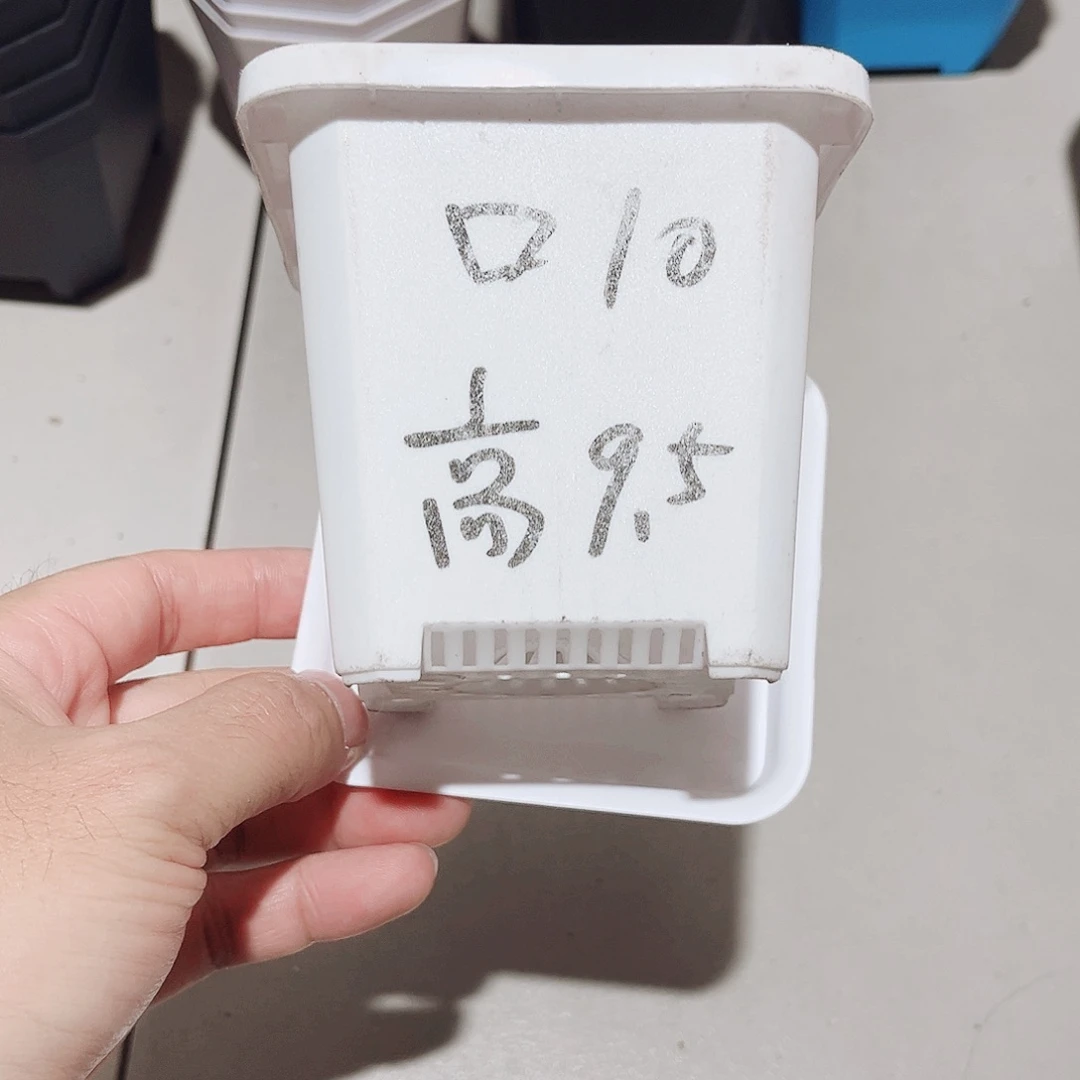 加厚景天口10高9.5白10个带拖盘