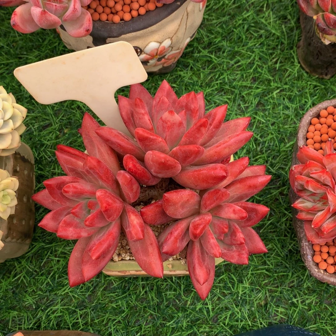 幸***福多肉植物72737373737383