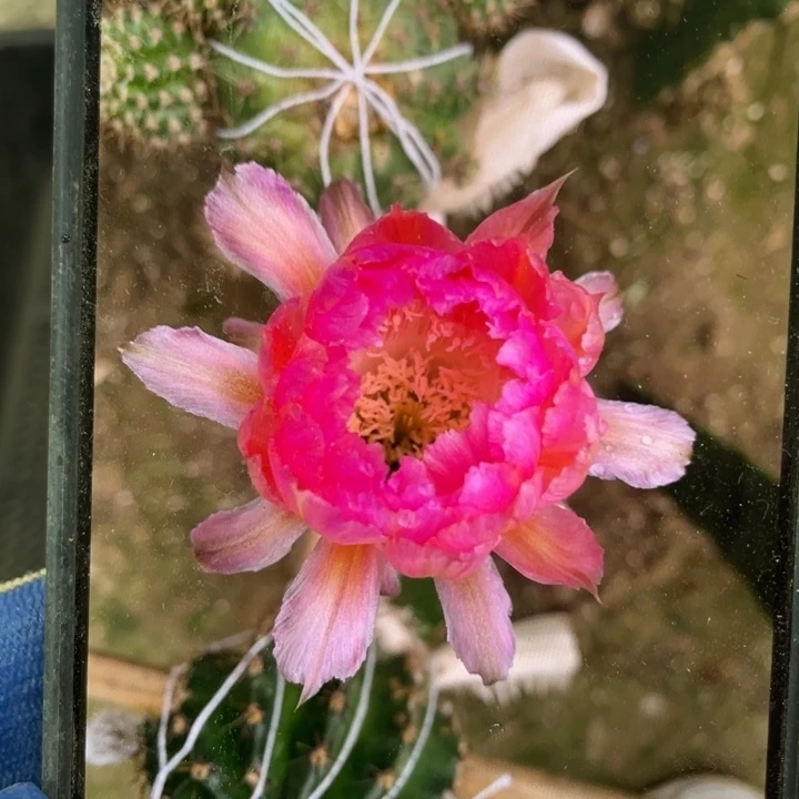 超级可可侧芽歪5公分以上满18包邮