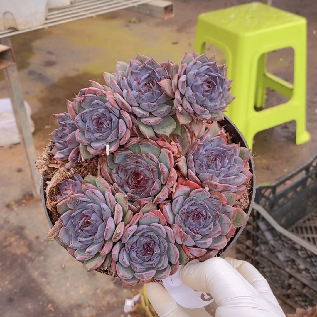 0369蓝色妖姬一物一拍