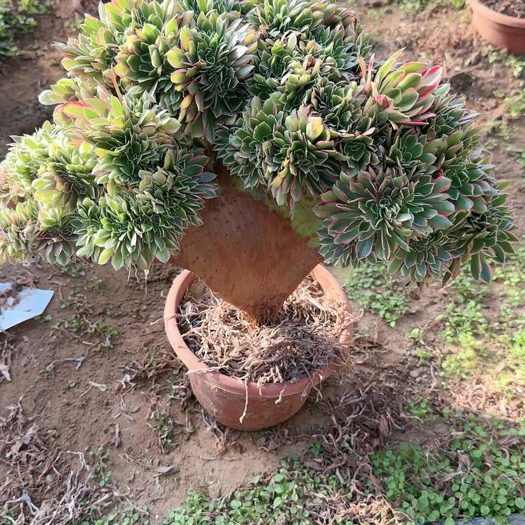 开****8缀话脱土发货缀话