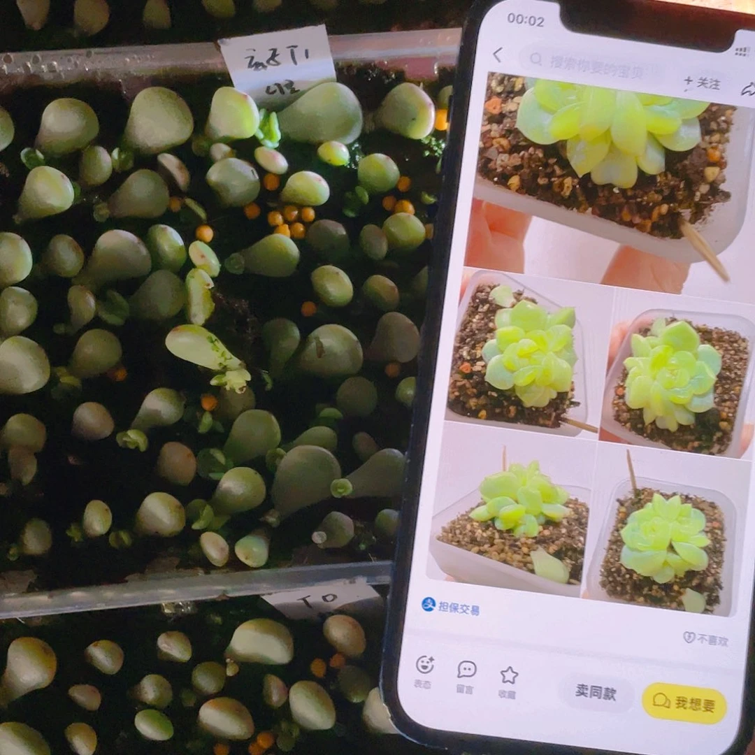 玄子t1 芝麻苗一个满25包邮