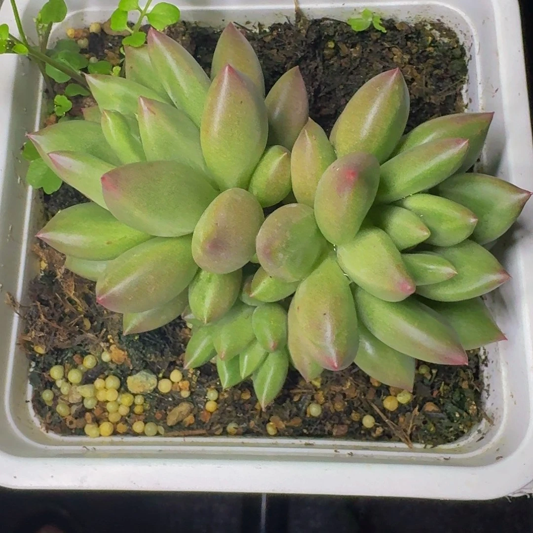 米其林 双头   一物一拍