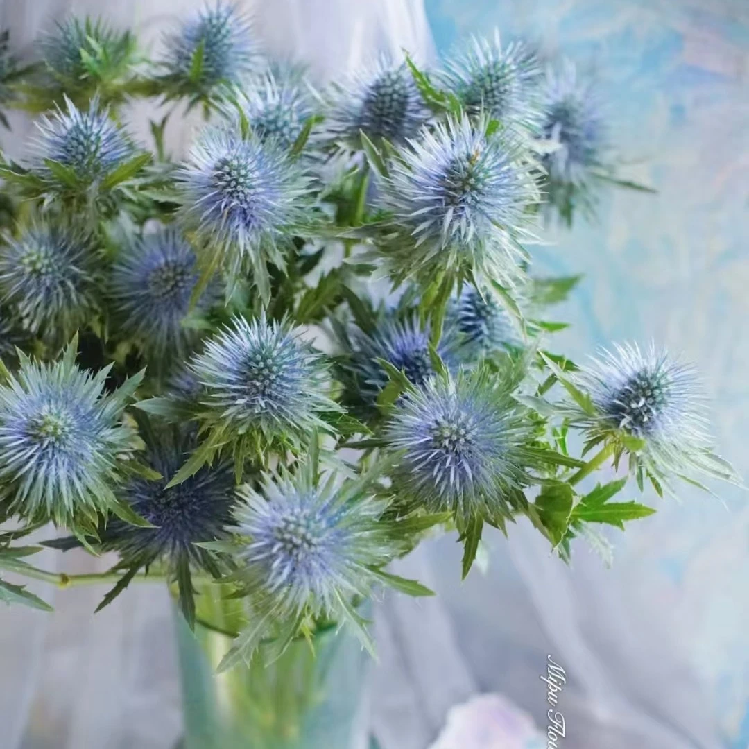 【草花配花】进口鲜花刺芹情人果（20%损耗不售后介意勿拍）