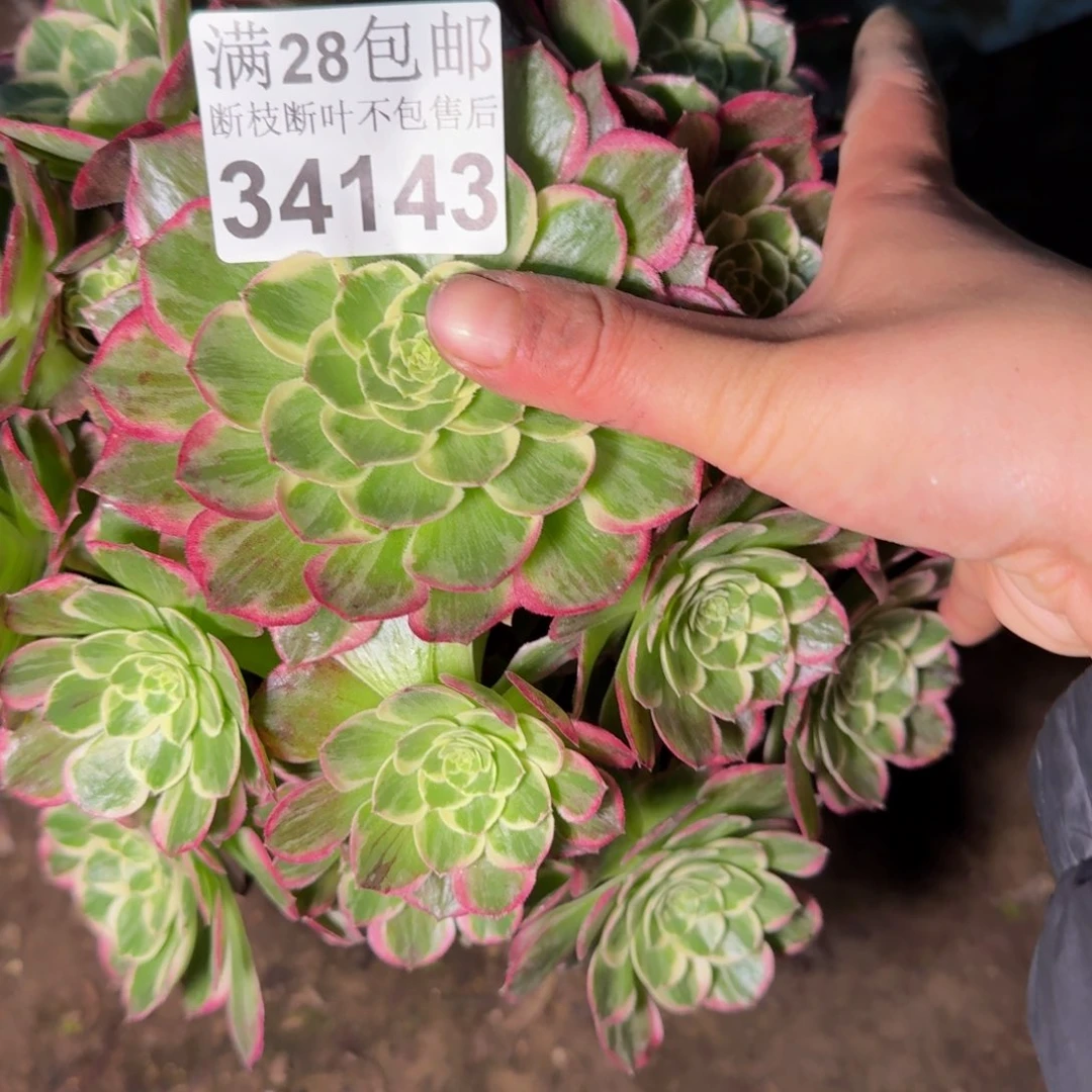 34143水蜜桃多肉植物