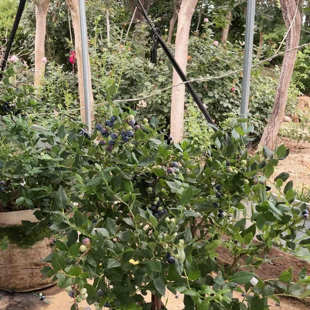 【闪购商品】完全开放