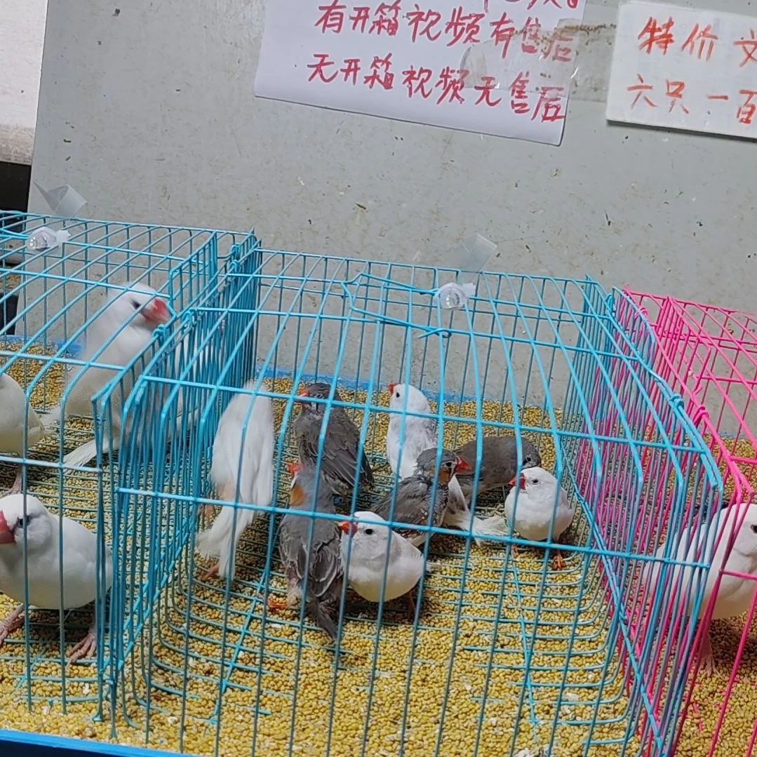 平***仔文鸟特价珍珠鸟鸟白两对灰色两对
