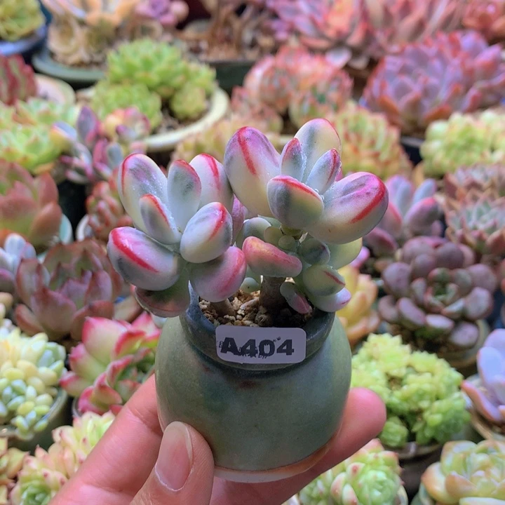一物一拍含盆土满38包邮A404