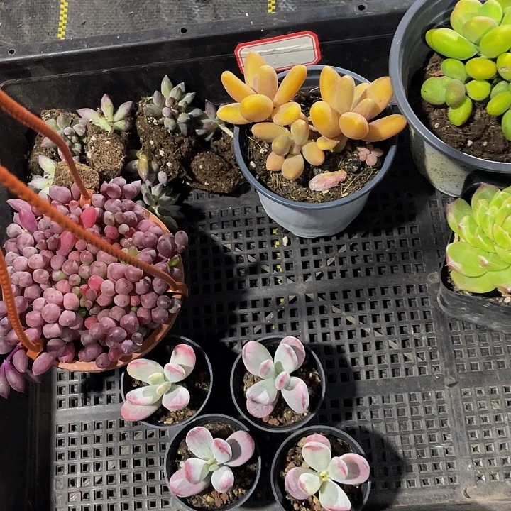 ✧***シ58号筐带盆土发货