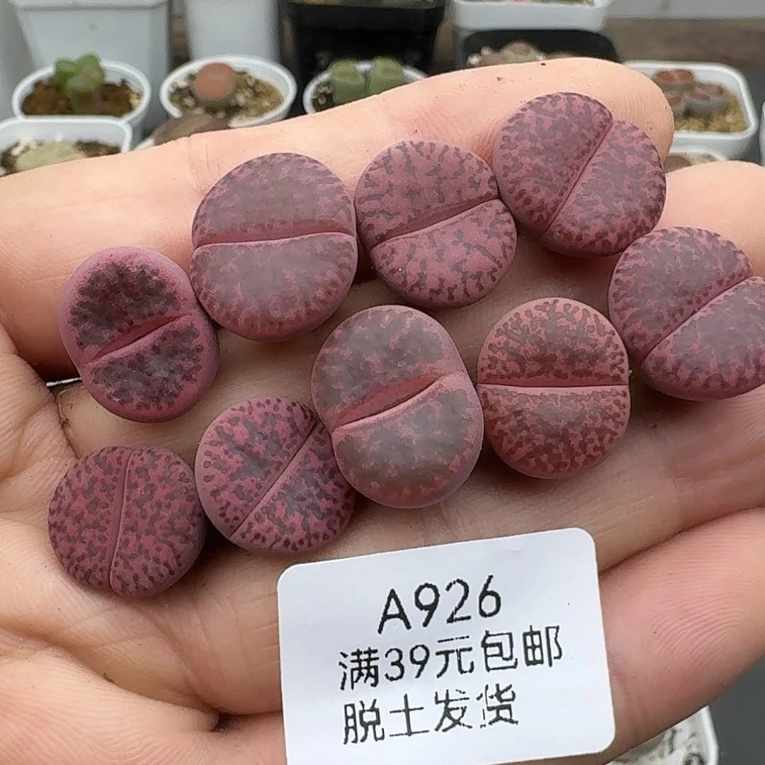 926不会退化紫哲留哈哈哈哈