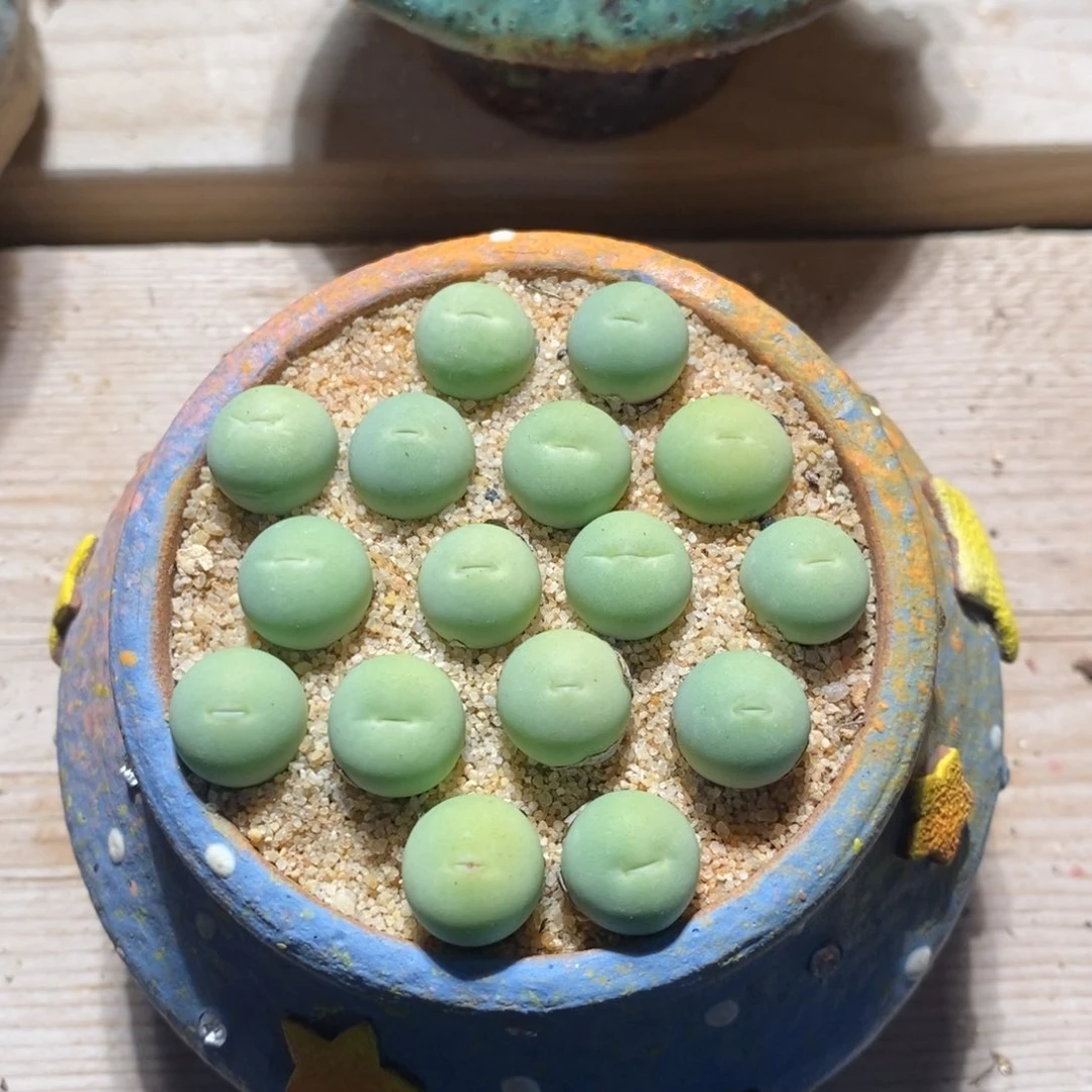 鸽子蛋一颗 1厘米