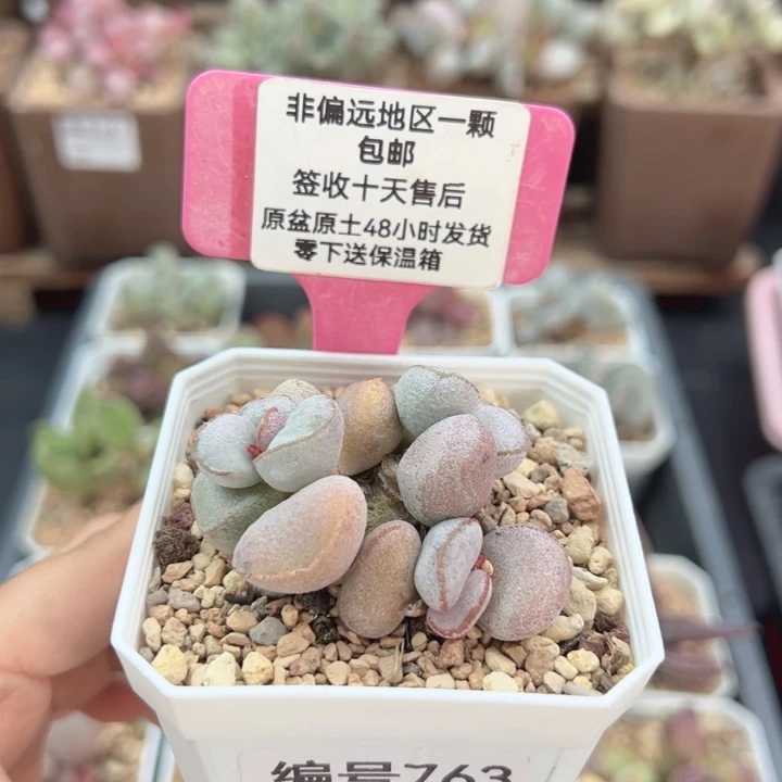 763硬叶白蛋多肉植物