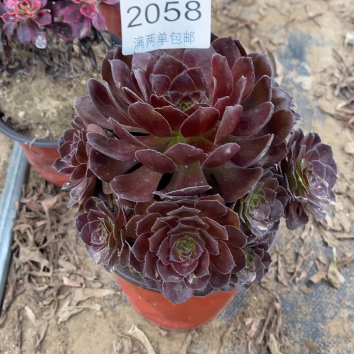 花花公子多肉多肉的人2058