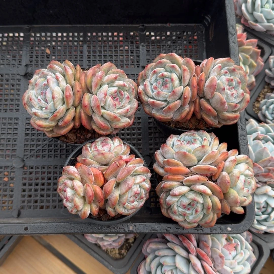 L**玲4颗一起一物一拍的