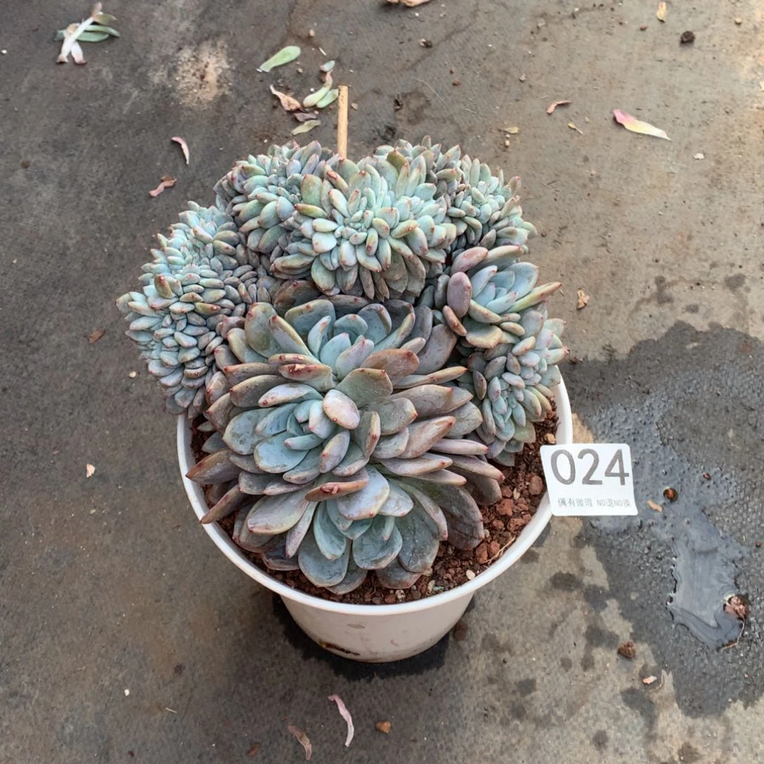 024橙子缀多肉植物