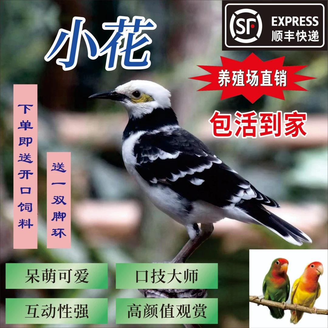 人工繁育小花八鹦鹉活体宠物幼鸟饲料