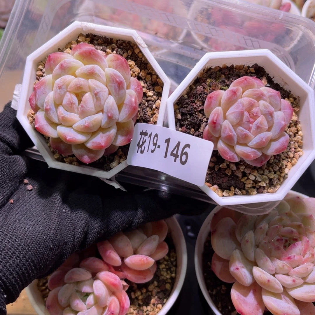 花19-146秘境冰魄2颗