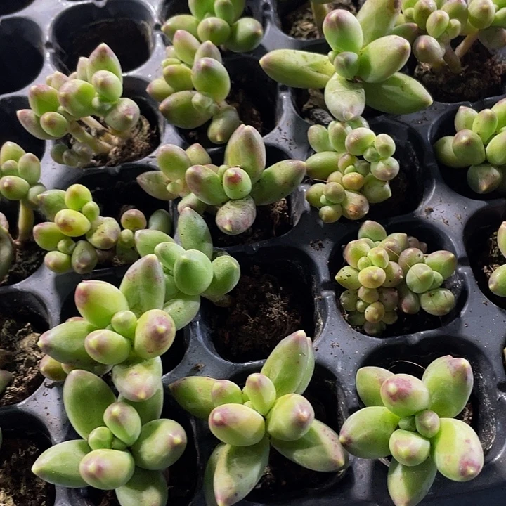 小千代田1元带土发货