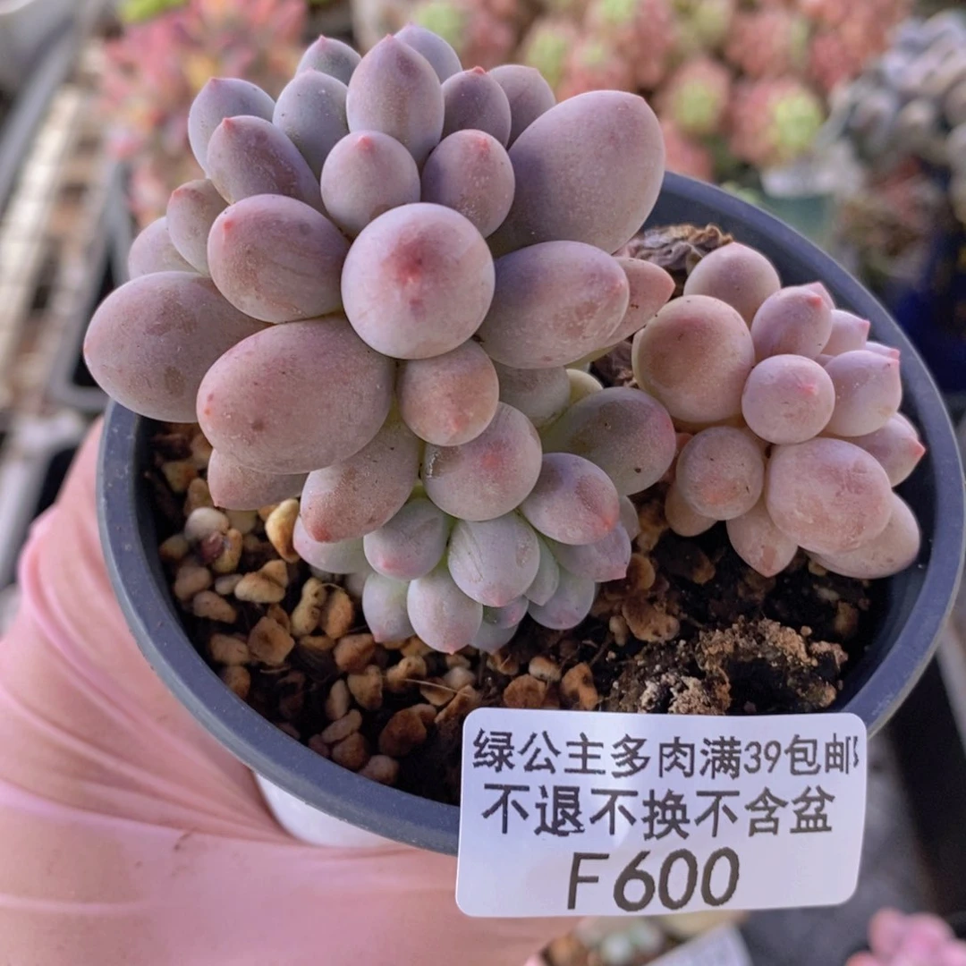 手指奶6cm600多肉植物