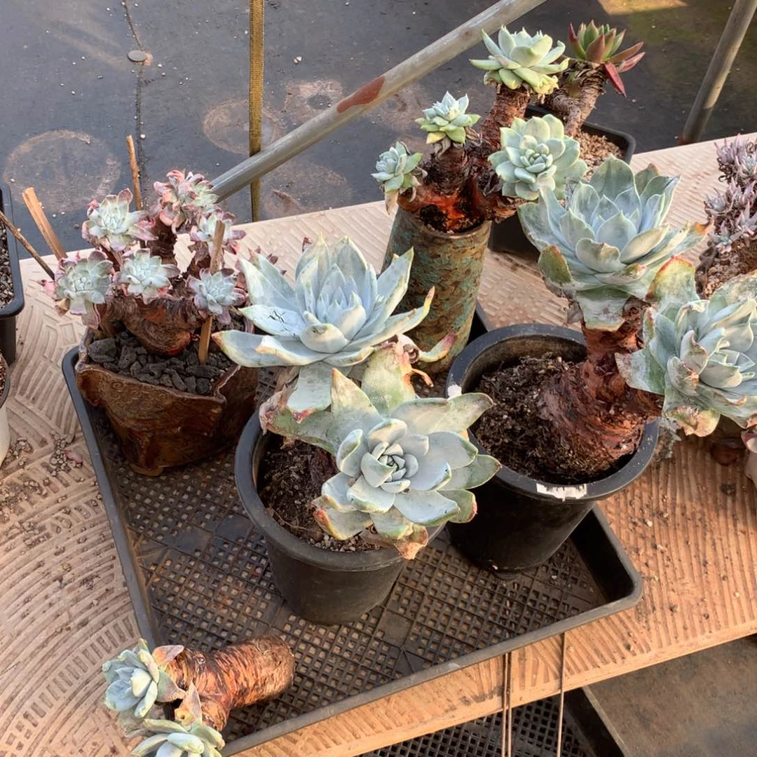 丽哇哇姐的5颗，多肉植物