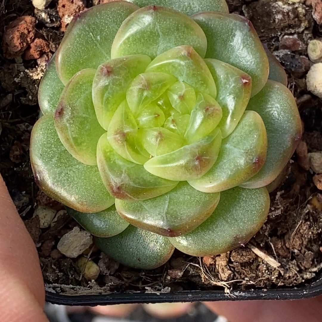 新品自己定繁殖的个体