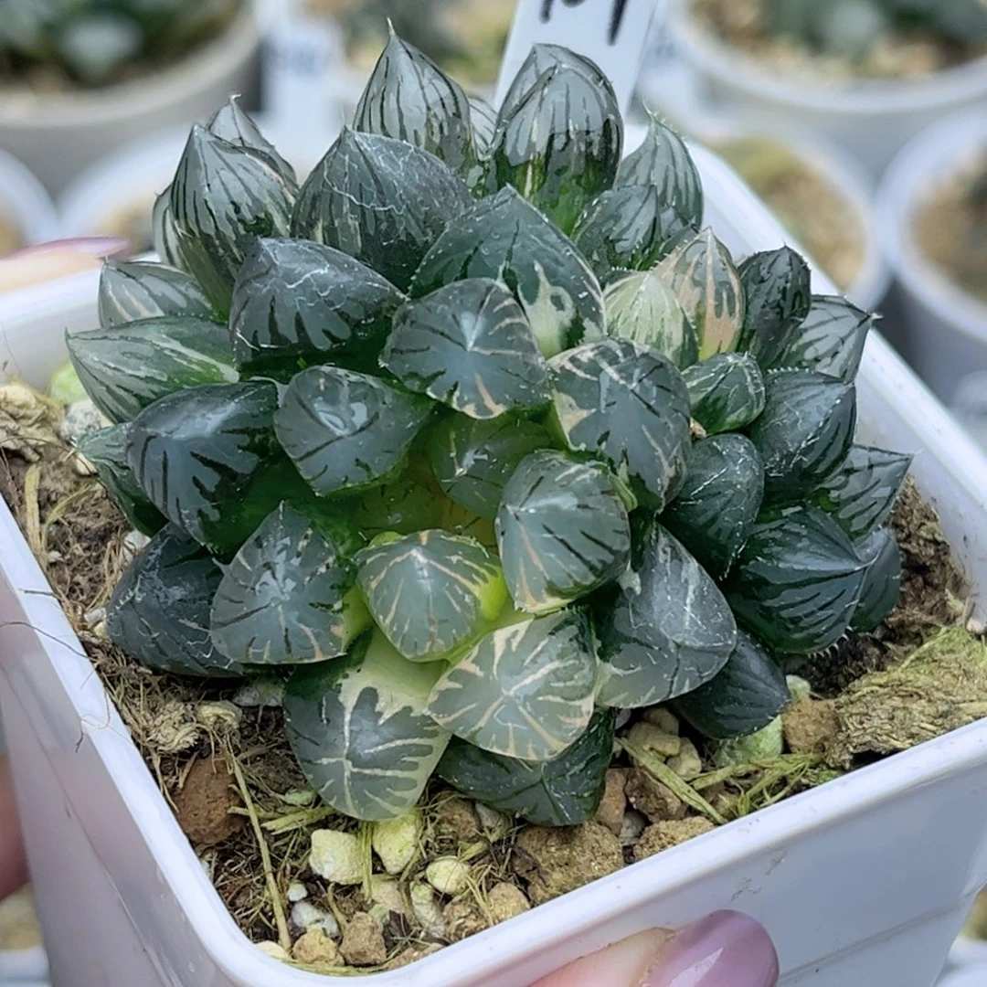 109龙爪玉露锦群生福利专场