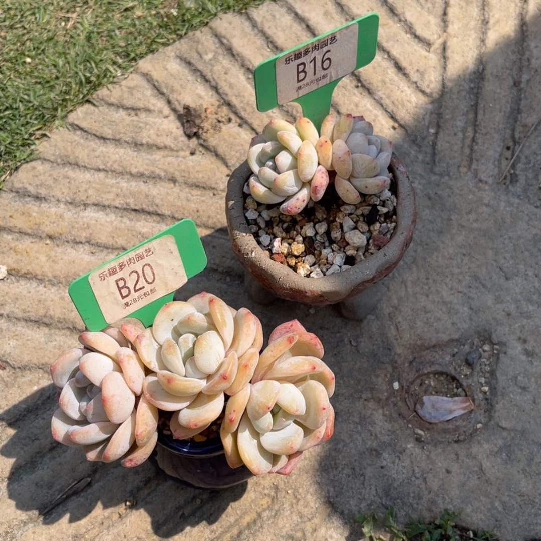淼*?多肉植物一物一拍两棵