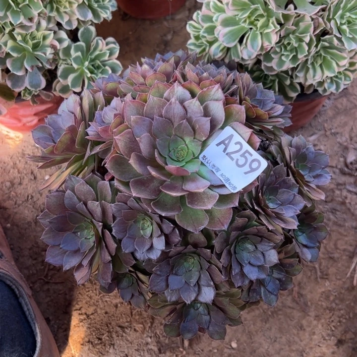 桃花石多肉植物259.