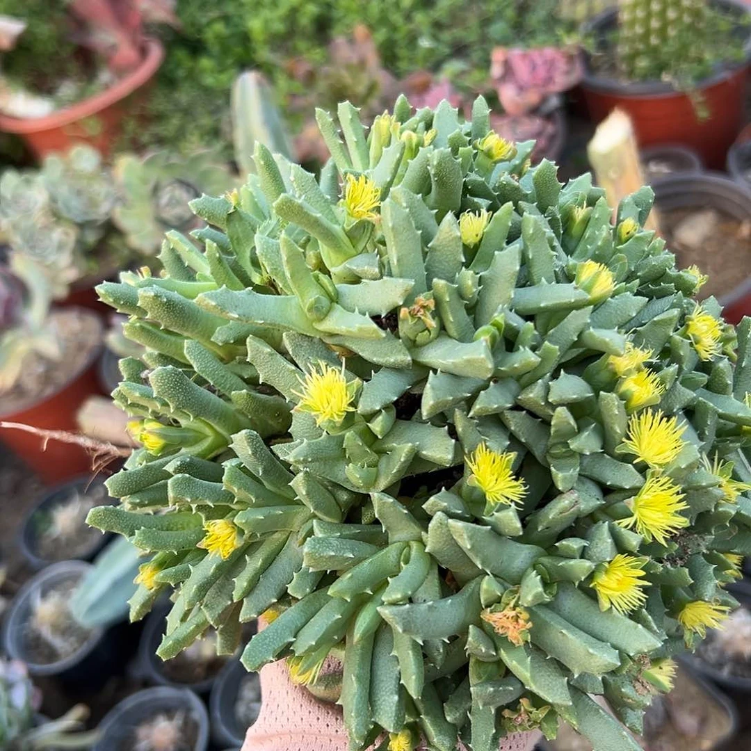 多肉植物多肉植物