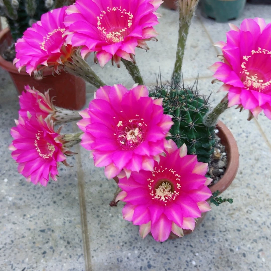 下午199彩草根歪斑点掰花脱土发货20包邮