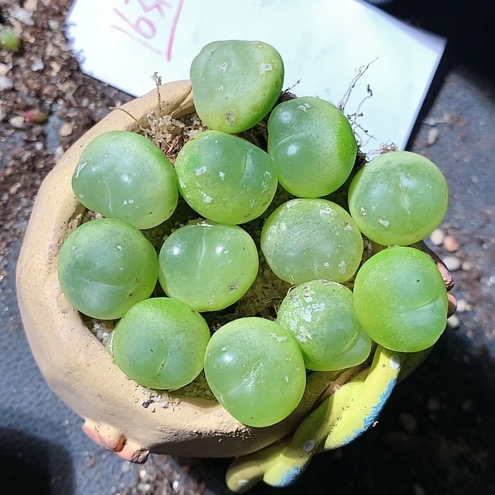 16318。 拉登瑕疵一颗。