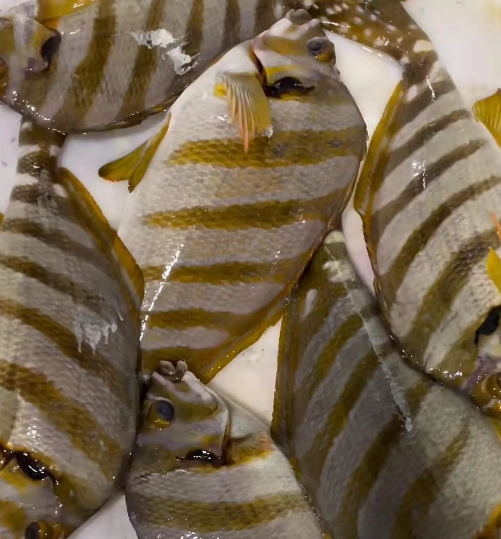 【三刀鱼-默认不杀、鲜发】连江本港野生海鱼，苔箓码头发货