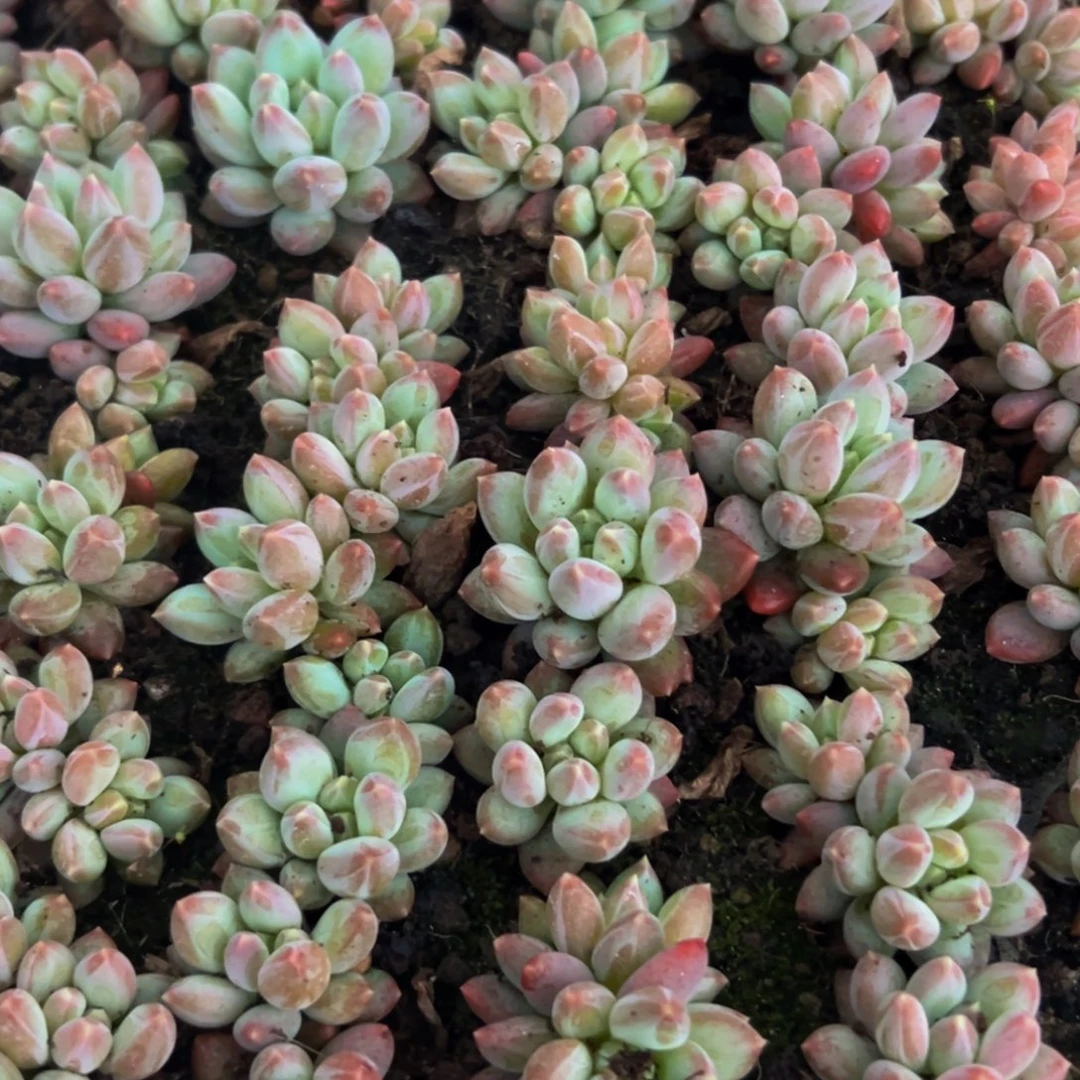 10棵美人系列多肉植物