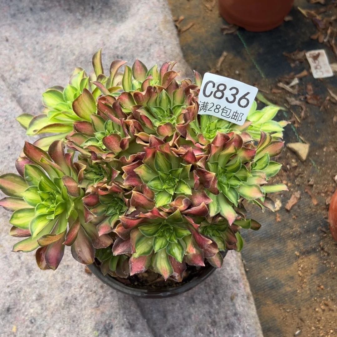 836多肉植物  韶华